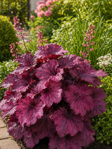 002508a heuchera berry - 002508a, 'berry