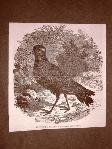 Incisione del 1866 ornitologia - del,