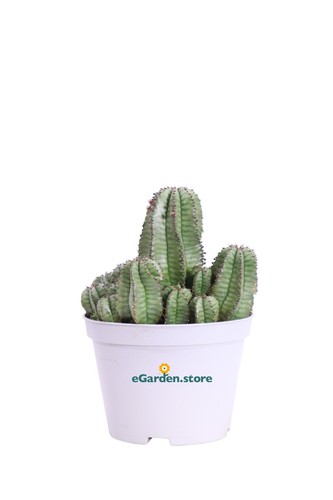 Pianta euphorbia anoplia - pianta,