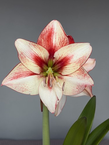 Hippeastrum new temptation - hippeastrum,