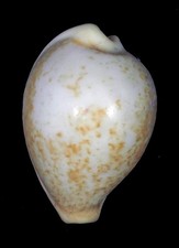 CYPRAEA BARCLAY RARE