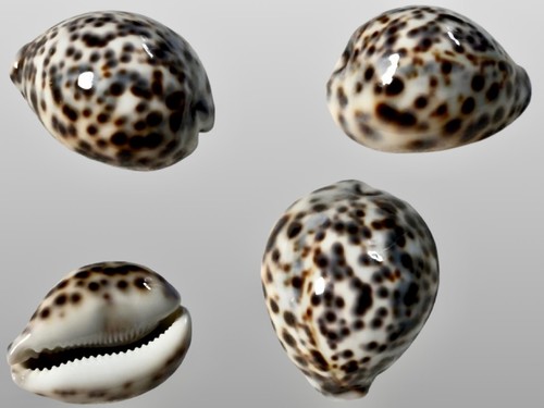 Cypraea tigris pardalis