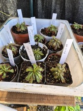 Pianta carnivora Drosera