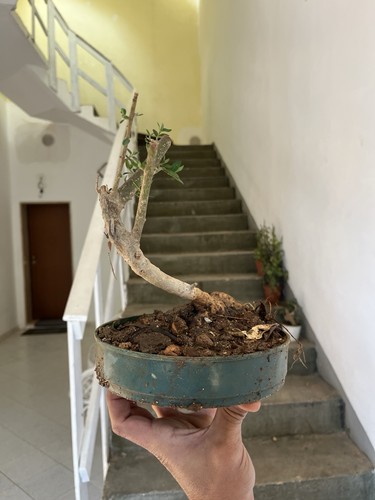 Bonsai olivastro pianta - olivastro, .pianta