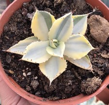 Pianta succulenta di cactus