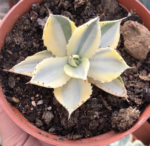 Pianta succulenta cactus - pianta, di