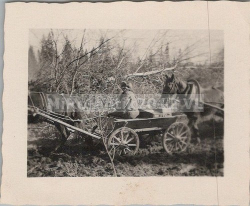 Foto con carrozza trainata da - foto,,