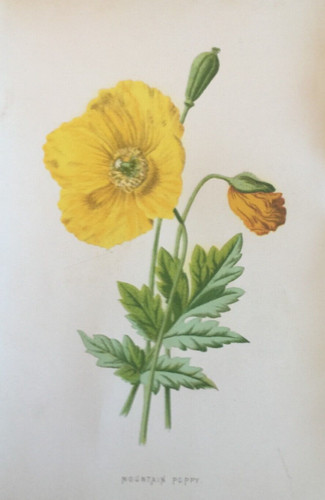 Stampa antica papavero giallo