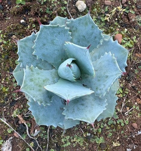 Agave potatorum pianta - agave, da