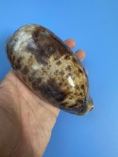 132 mm | Cypraea Testudinaria
