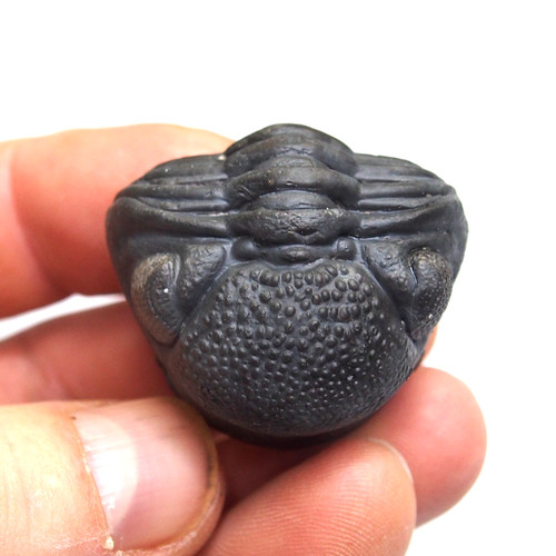 Trilobite pedinopariops - trilobite,