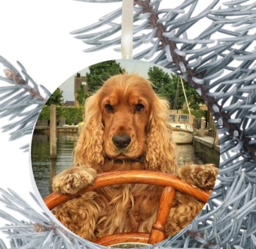 Cocker spaniel cucciolo cane - cocker,