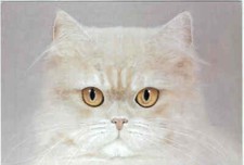 GATTO PERSIANO MODENA JUNGER PERSER – YOUNG PERSIAN   CAT CHAT KATZE KAT KATTDJU