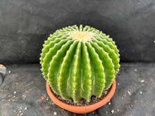 Echinocactus grusonii - grusonii, v