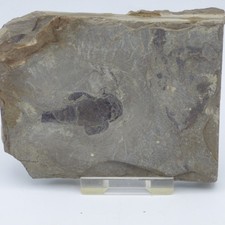 Silurian Fossil Eurypterus