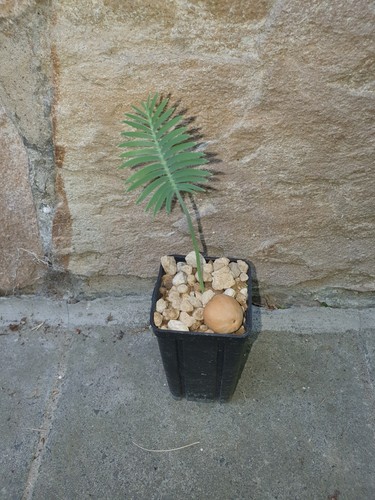 Dioon caputoi pianta - dioon, 1