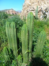 Pachanoi, San🌵Pedro 50 cm