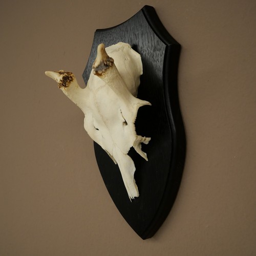 Fallow deer antler altezza - fallow, 31