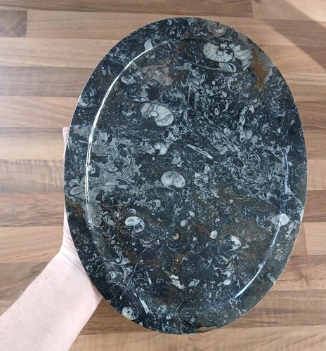 Polished marble goniatite - polished,