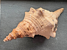 Pleuroploca princeps - grande