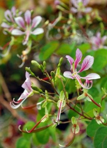 Rare graines bauhinia - 4,