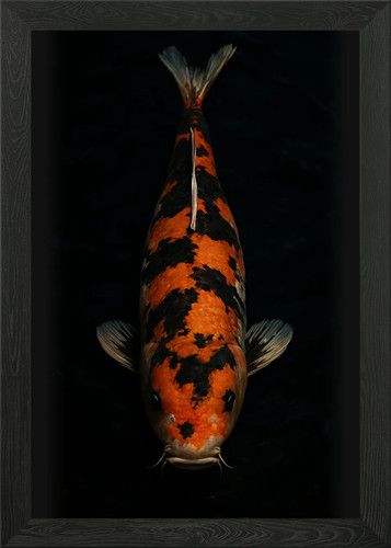 Koi pesce acqua - in,