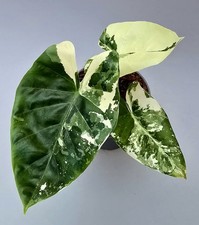 Bellissima Alocasia