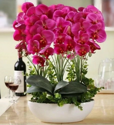 Orchidea fuxia semi