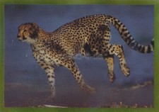 Panini National Geographic -