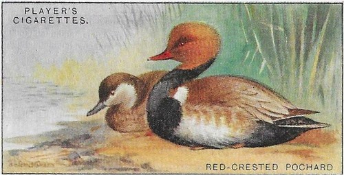 Single card original - card, wild