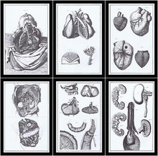 6ripincisioni anatomia organi - anatomia,