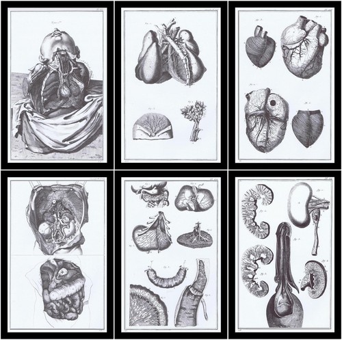6ripincisioni anatomia organi - anatomia,