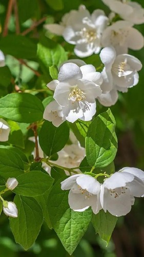 Pianta philadelphus - pianta,