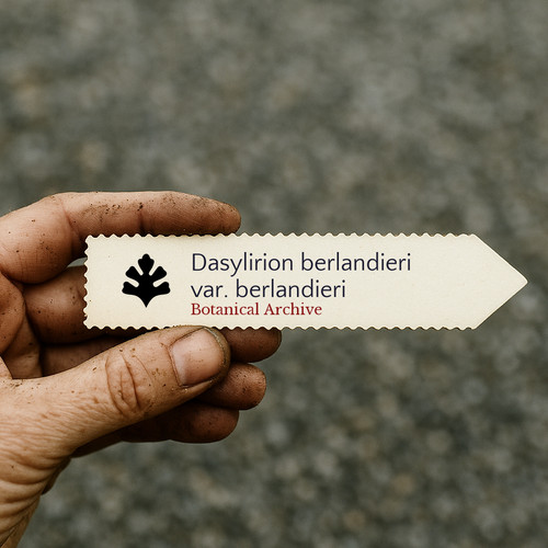 Dasylirion berlandieri var