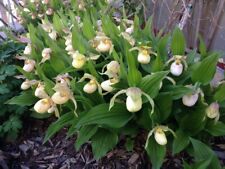 Sale2445 Cypripedium