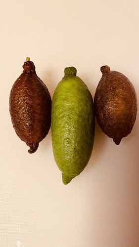 Limone caviale finger lime - caviale,