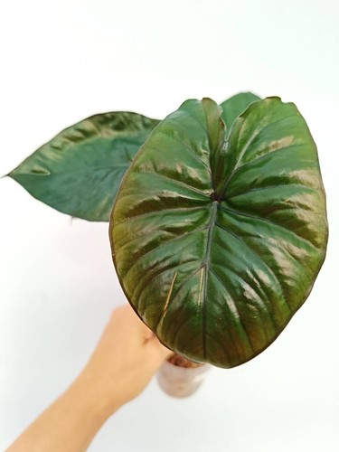Alocasia serendipity - alocasia,