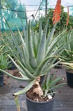 Piante Di Aloe Arborescens "piante adulte"  in Vaso 24