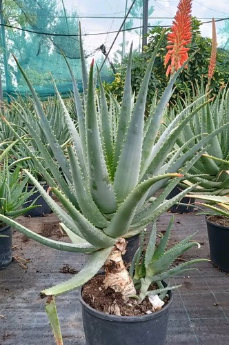 Piante aloe arborescens - di,