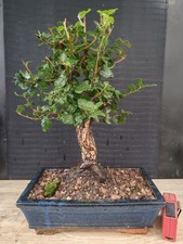 bonsai  quercia da sughero  h 42 cm visita il negozio