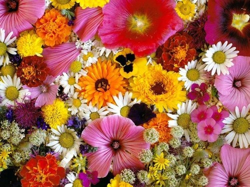 Tanti semi misti fiori con - misti,