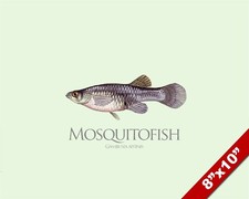 QUADRO PESCE ZANZARA GAMBUSIA