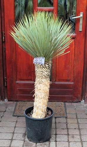 Yucca rostrata dal - , messico