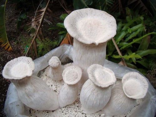 Pleurotus nebrodensis nebrodi - pleurotus,