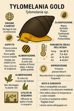 Tylomelania Gold, bellissima lumaca detritivora d'acqua dolce