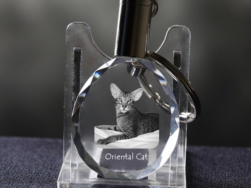 Orientale corti gatto - corti,,