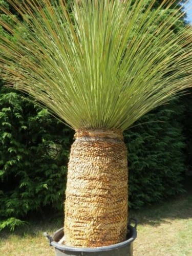 Dasylirion longissimum in - dasylirion,