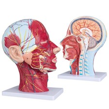 Face head muscle model - head,