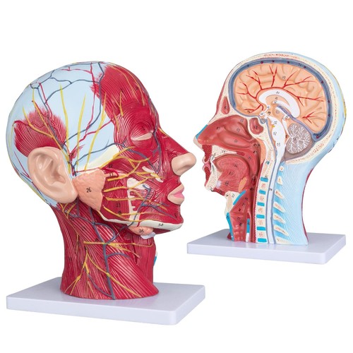 Face head muscle - face, model
