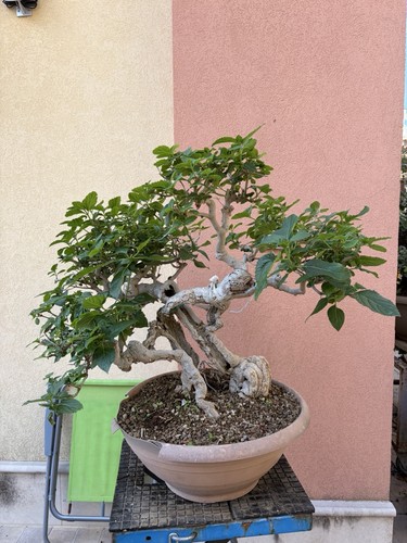Bonsai lantana finito in - bonsai,